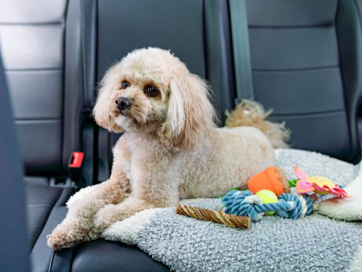 dog safe in the car