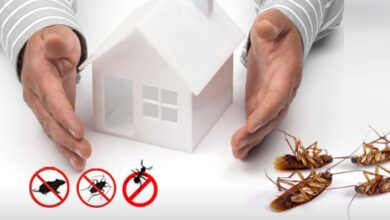 Pest Proofing for Your Home