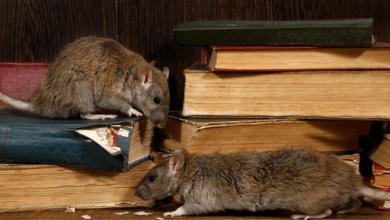 Effective Measures to Keep Your Home Free from Rats