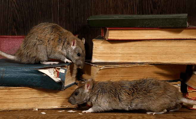 Effective Measures to Keep Your Home Free from Rats