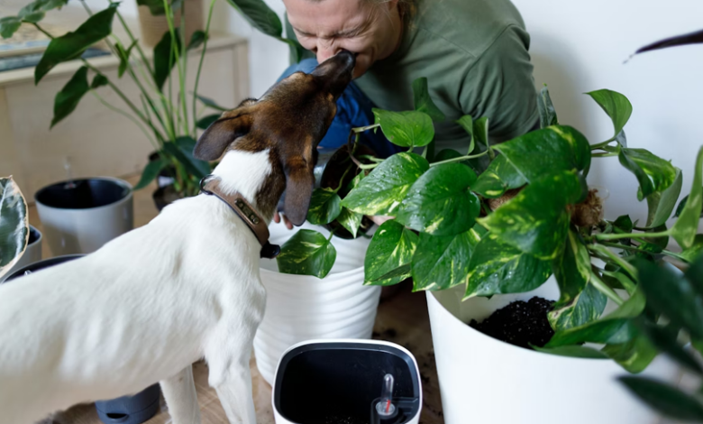 Sustainable Solutions for Pet Owners: Eco-Friendly Products That Make a Difference