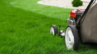 Top Turf Varieties for Southern Highlands Properties